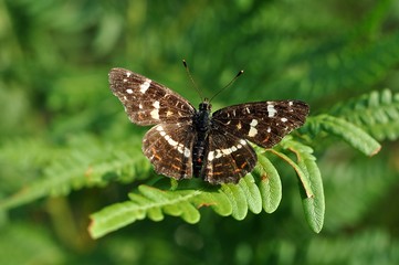 limentis camilla © agnieszkalll