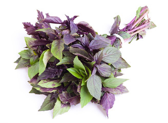 Basil isolated on the white background