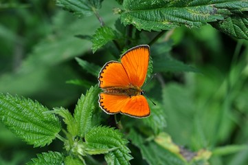 pokrzywa i pomarańczowy motyl