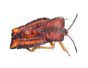 insect stink bug