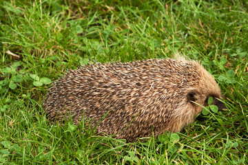 Hedgehog hiding in the grass