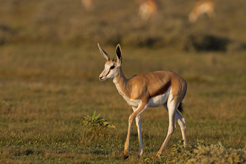 Springbok walking in grass-field; Antidorcas marsupialis