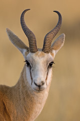 Springbok portrait; antidorcas marsupialis