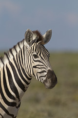 Fototapeta na wymiar Portrait of Burchells zebra; Equus Burchelli