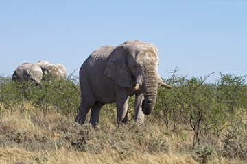 Fototapeta na wymiar Słonie przeglądający na młodych drzew Cierń; Loxodonta Africana