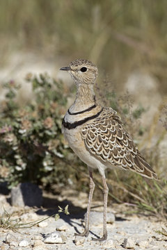 Double-banded cursor; Rhinoptilus africanus