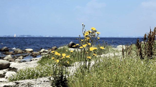 K&uuml;ste auf Fehmarn