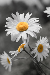 Obraz premium Close up daisy