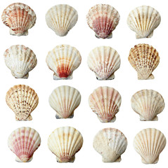 seashel sea life marine