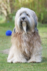 Tibetan Terrier