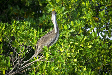 Brown pelican sitting on the mangrove tree