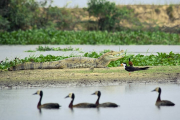 South American wildlife on the bank