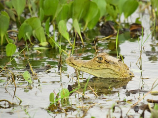 Young Spectacled Caiman showing his head in the swamp