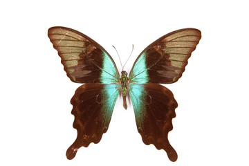 Black and green butterfly Papilio perantus isolated