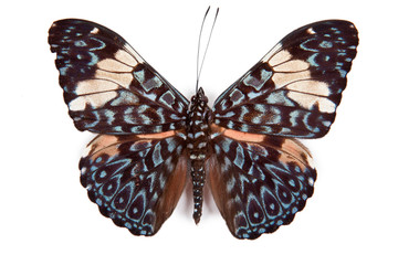Black and blue butterfly Hamadryas amphinome isolated
