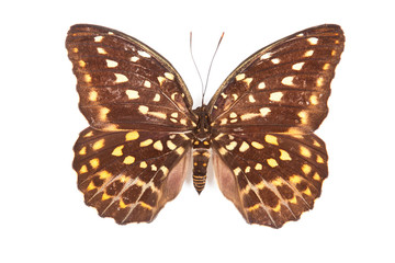 Brown and yellow butterfly Lexias pardalis elora isolated