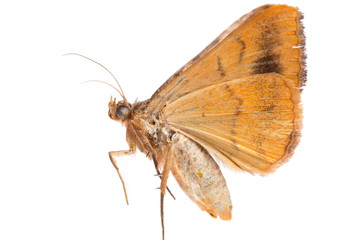 moth isolated