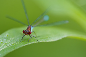 Libelle ins Gesicht geschaut