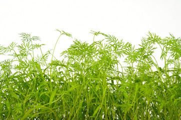 dill on white background
