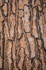 wooded texture