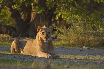 Naklejka na ściany i meble Young male lion laying in early morning sunlight; Panthera leo