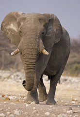 Naklejka na ściany i meble Elephant bull walking in rocky field; Loxodonta Africana