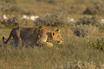 Naklejka premium Young Lioness stalking her prey; Panthera leo