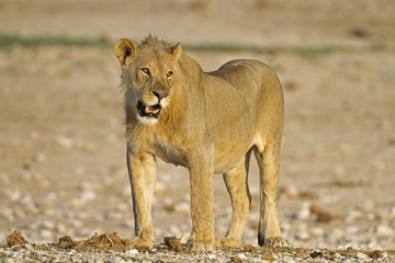 Close-up of young male lion; Panthera leo