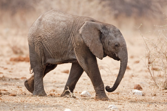 Baby elephant walking over rocky plains; Loxodonta africana
