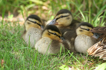 Stockentenkücken (Anas platyrhynchos)