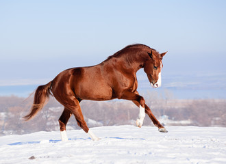 red horse on the snow in winter