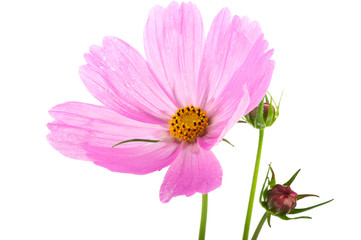 Cosmos flowers