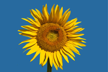 sunflower in the  blue sky