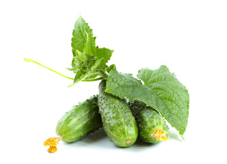 Green cucumbers with leaves