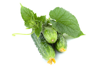 Green cucumbers with leaves