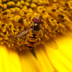 hoverfly on sunflower in the sun