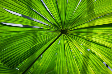 Beautiful lush green fan palm frond