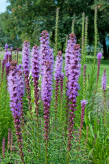 Obraz premium Prachtscharte - Liatris spicata