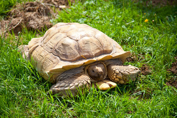 sulcata