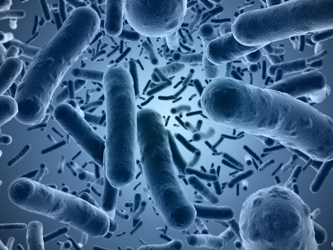 Bacteria seen under a  scanning microscope
