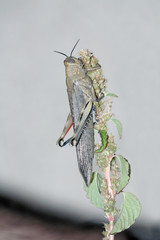Saltamontes grande, caelifera