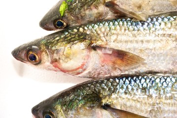 fish on white background