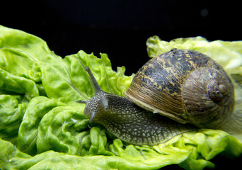 snail on a lettuce leaf
