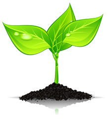 Plant with drops