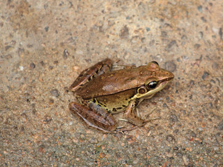 yellow frog sitting