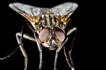 Hose fly with black background and huge compound eyes