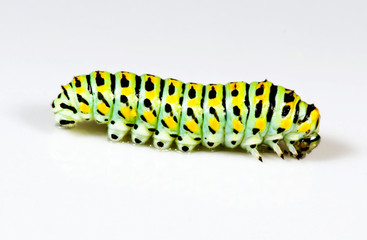 Fototapeta premium Colorful caterpillar