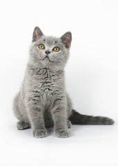 British cat on white background