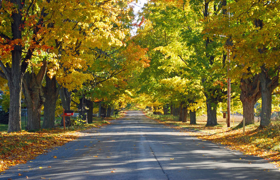 Fall on a Country Road