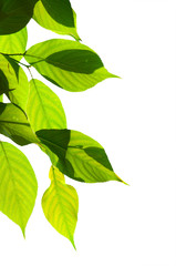 green leaves